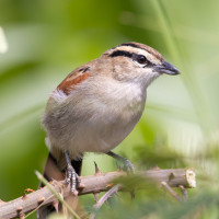 Brown-crowned Tchagra